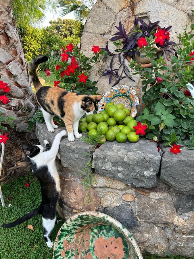 La Capanna Di Giuseppe E Maria Bed & Breakfast ตาออร์มินา ภายนอก รูปภาพ